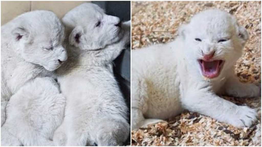 Niezwykłe narodziny w polskim zoo. Na świat przyszły białe lwy