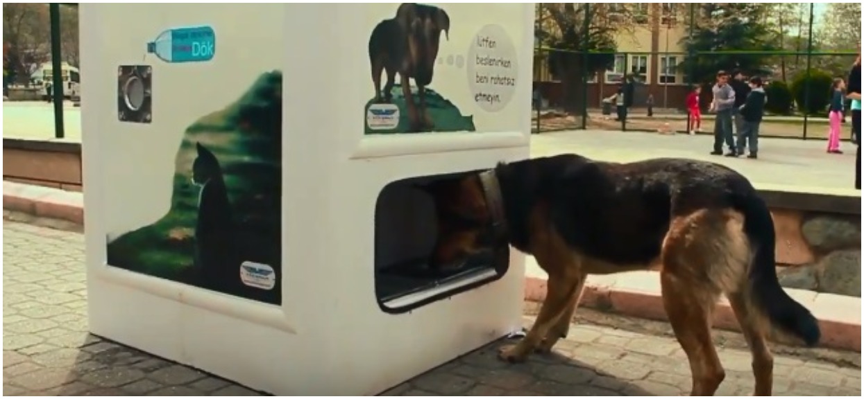 W Turcji zamontowali automat oferujący karmę dla psów w zamian za plastikowe butelki
