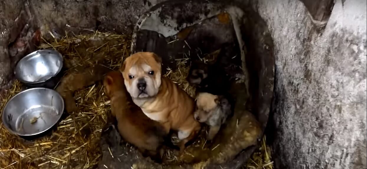 Chciał go adoptować, znajomi ostrzegali. Pies wywrócił jego życie do góry nogami