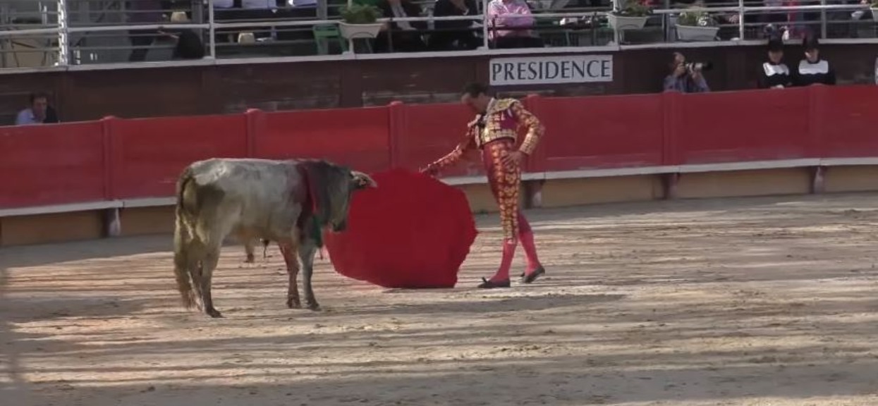 Byk stracił cierpliwość i dał im popalić. Przerażające sceny