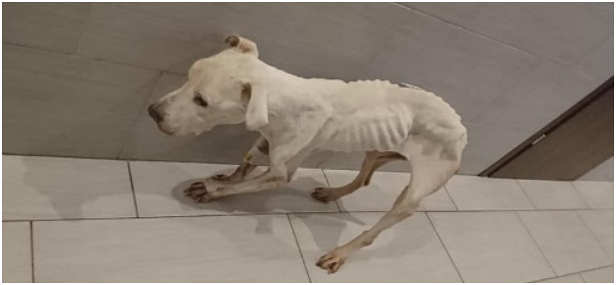 Niemal zagłodziła go na śmierć. Amstaff jak szkielet, ważył ledwie 10 kg