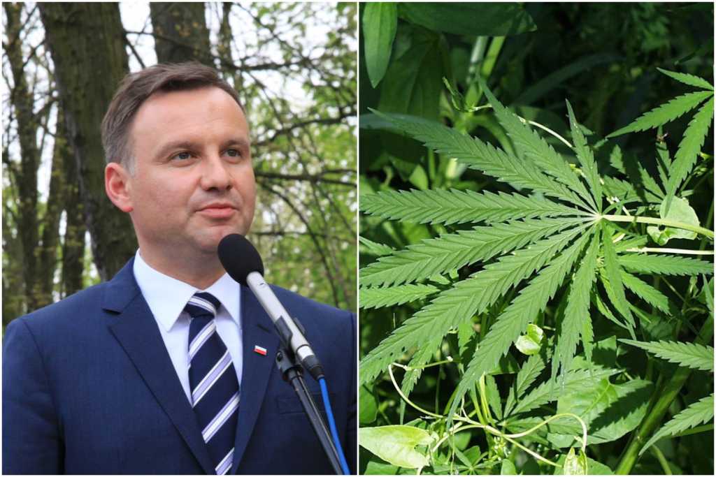 Prezydent Duda angażuje się w legalizację medycznej marihuany