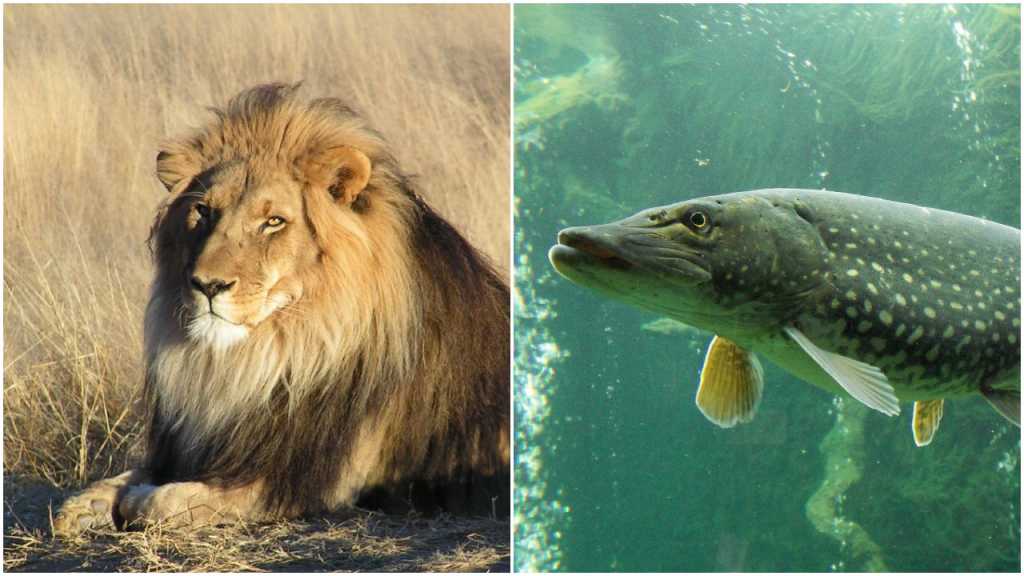 Szokujący raport WWF: Do 2020 roku wyginie 2/3 dzikich zwierząt