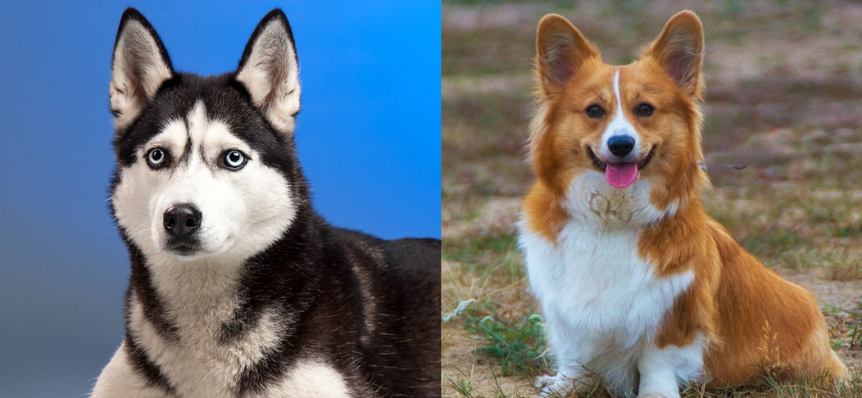 Jak wygląda mix psa rasy husky i corgi? Najsłodszy kundelek świata!