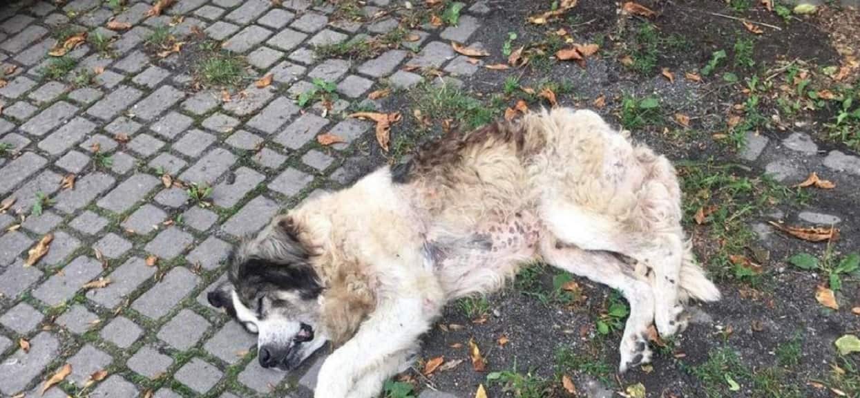 Pies proboszcza konał przed kościołem. Skandaliczna decyzja sądu, będziecie wściekli