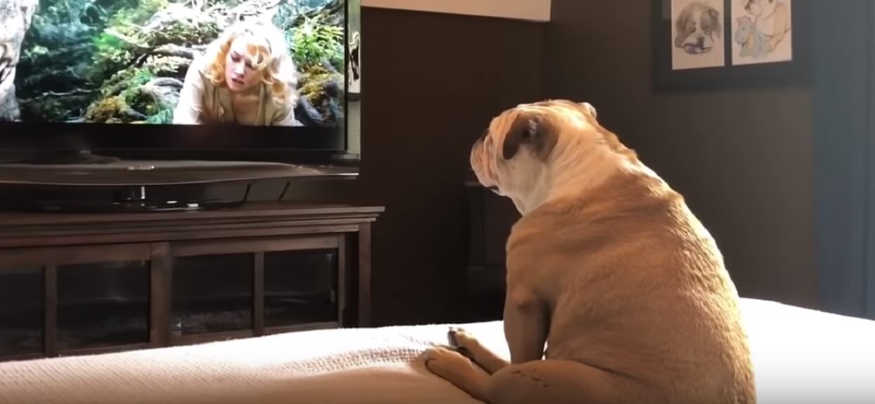 Nagrała, jak jej pies reaguje na scenę z "King Konga". Hit internetu!
