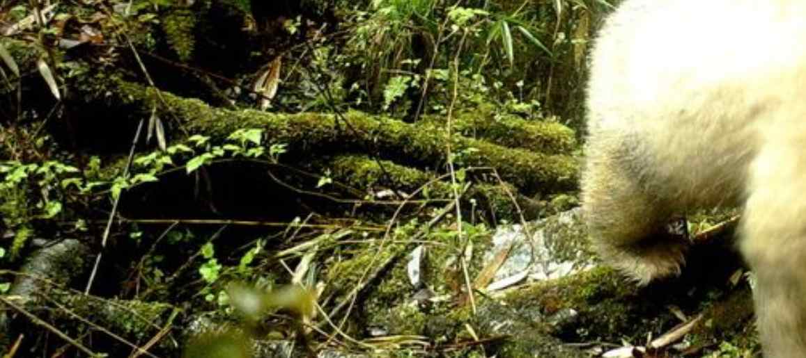 Na wolności sfotografowano niezwykłą pandę. Zdjęcie obiegło internet, to ogromna rzadkość