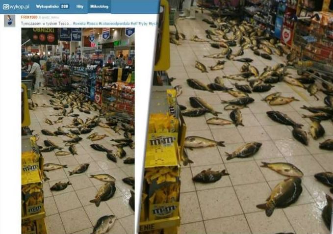 Skandal, podłoga w Tesco zasłana żywymi karpiami. Sieć się tłumaczy