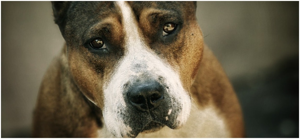 Amstaff stanął w obronie swojego pana. Umierał w męczarniach