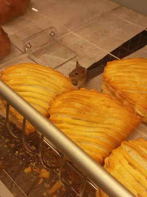 Biedronka