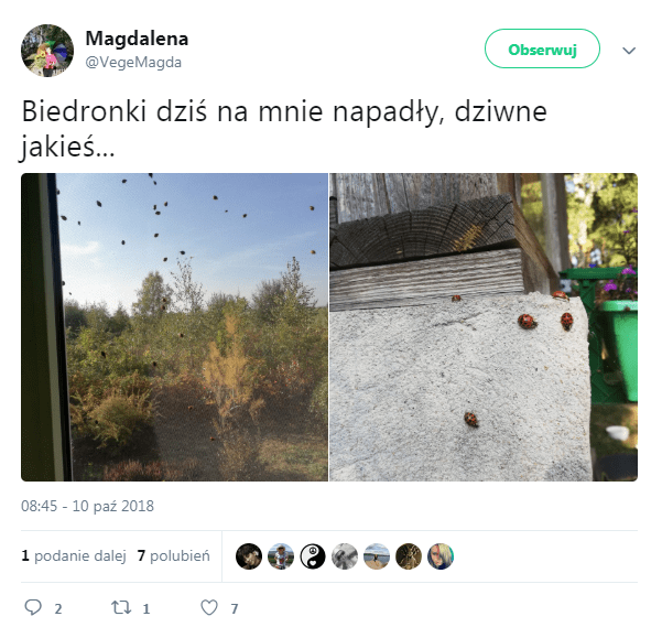 Biedronka